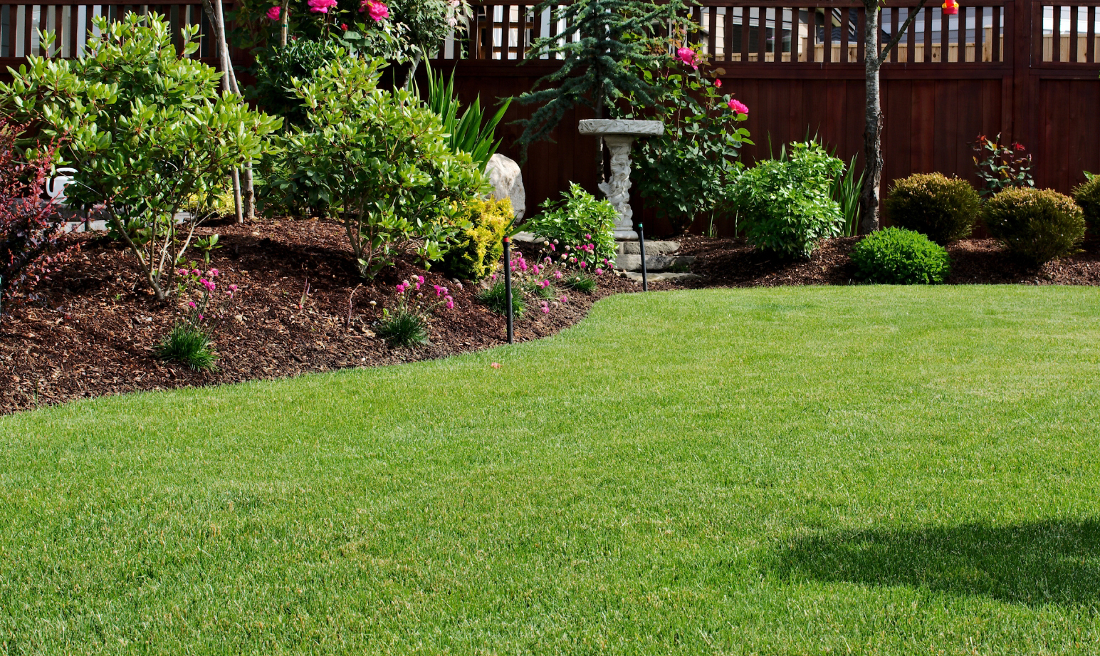 Norwood Park backyard lawn